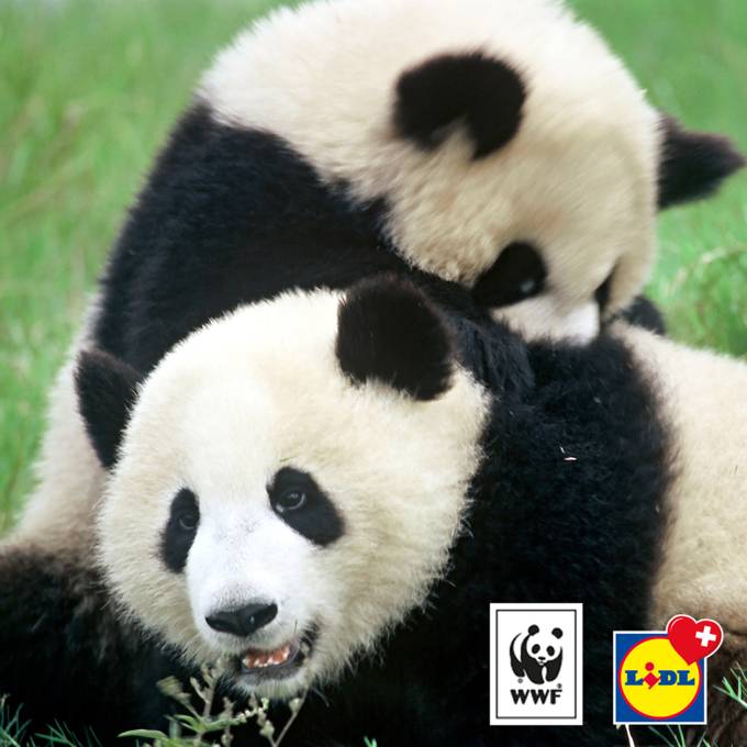 Partnerschaft WWF Pandas